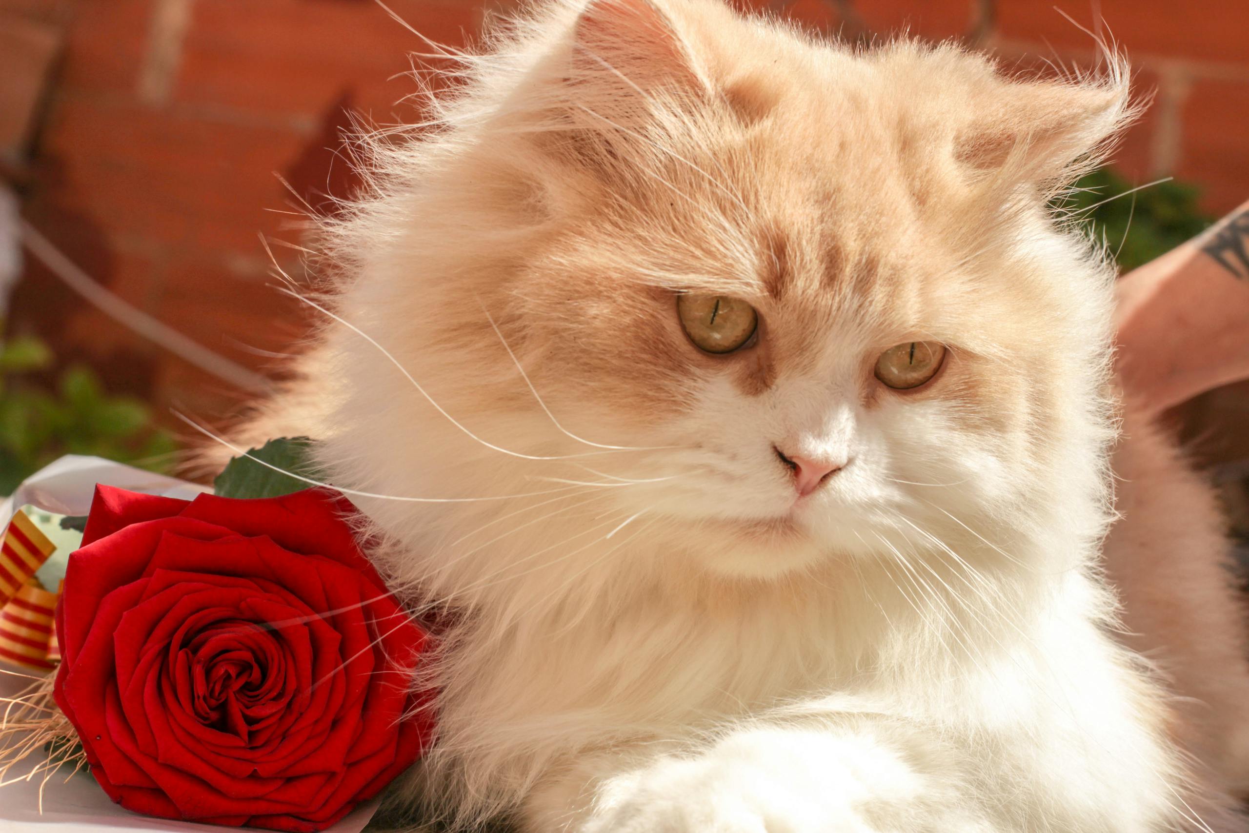 Persian cat